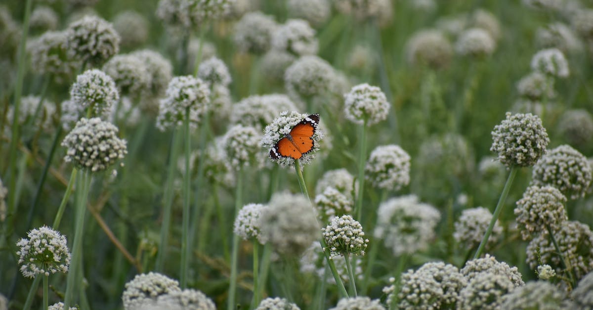2 days in Orlando region -- nature and wildlife? - Wild butterfly sitting on flower in garden 2 days in Orlando region -- nature and wildlife? - Wild butterfly sitting on flower in garden