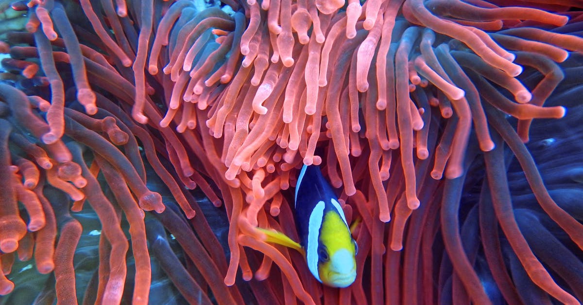 31 days in Indonesia [closed] - Photo of a Fish on Corals