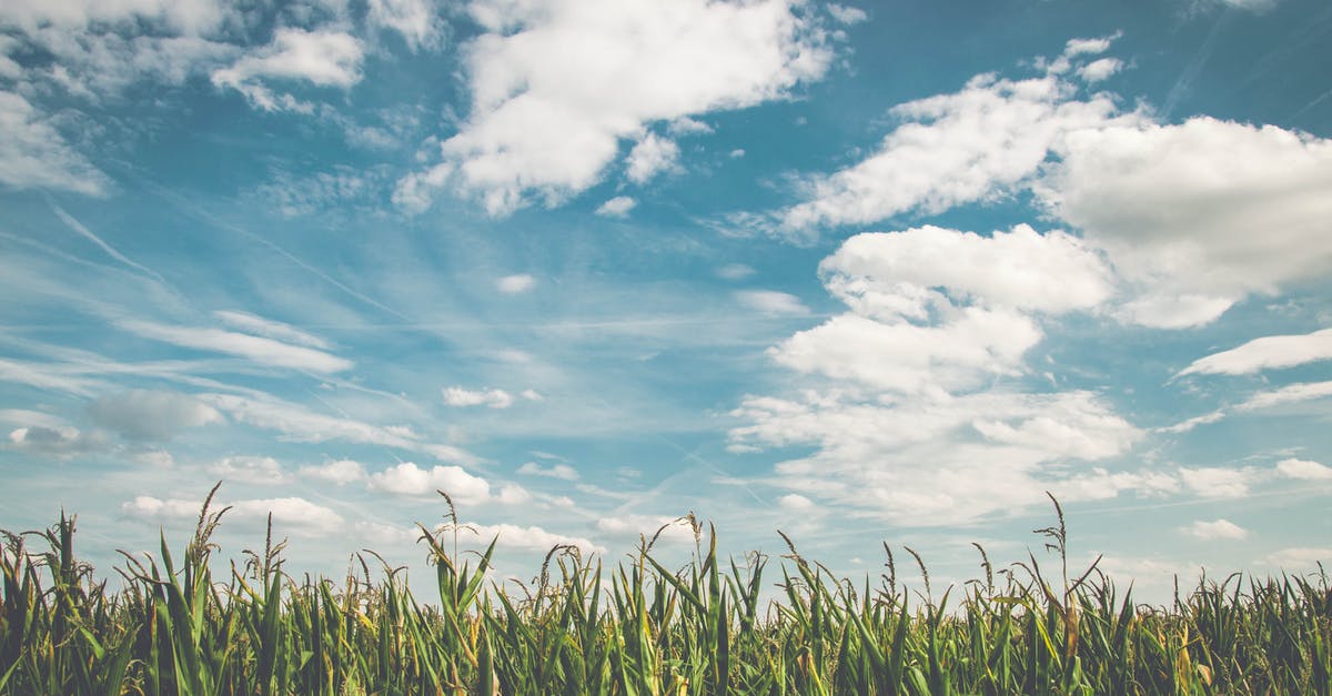 'ID No. issued to you by your government' field for Japanese Visa form - Corn Fields Under White Clouds With Blue Sky during Daytime 'ID No. issued to you by your government' field for Japanese Visa form - Corn Fields Under White Clouds With Blue Sky during Daytime