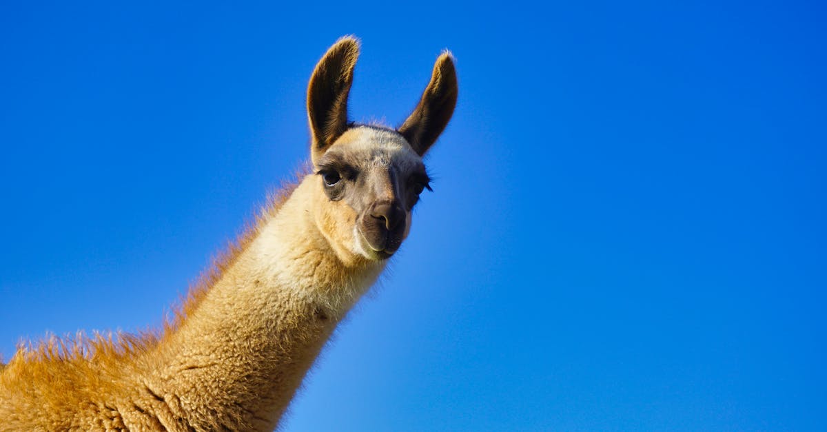 50 Minute Domestic Delta Layover in LAX - Brown and White Giraffe Under Blue Sky 50 Minute Domestic Delta Layover in LAX - Brown and White Giraffe Under Blue Sky