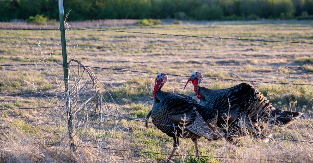 50$ per day requirement for entry into Turkey - Two turkeys walking in paddock 50$ per day requirement for entry into Turkey - Two turkeys walking in paddock