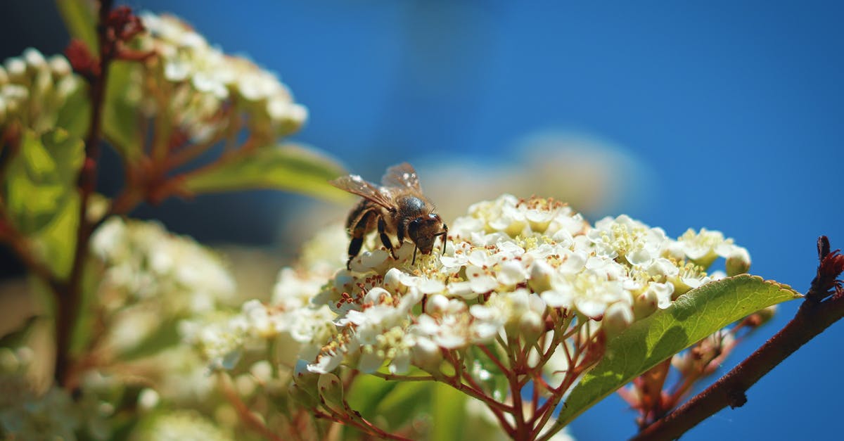 90/180 rule. Do I have to leave Schengen for 90 consecutive days after the 180 day period (even if I only stayed 90 days in the 180 day period) - Small bee collecting nectar from white delicate flower on tree branch in garden in sunny day 90/180 rule. Do I have to leave Schengen for 90 consecutive days after the 180 day period (even if I only stayed 90 days in the 180 day period) - Small bee collecting nectar from white delicate flower on tree branch in garden in sunny day