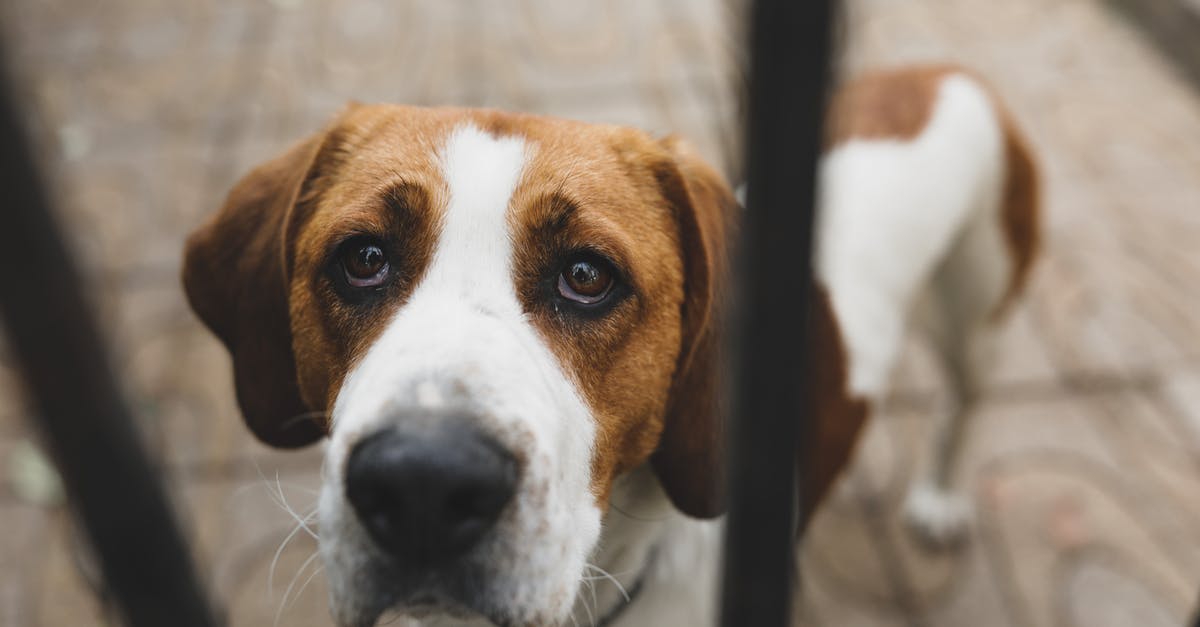 Abandoning a reinstatement of F1 and left the US - From above unhappy English Foxhound dog with brown and white fur standing behind metal bars and looking up with sadness Abandoning a reinstatement of F1 and left the US - From above unhappy English Foxhound dog with brown and white fur standing behind metal bars and looking up with sadness