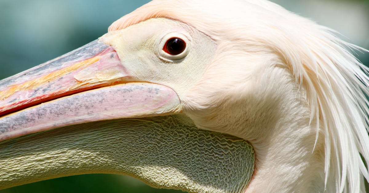 Administratively removed 7 years ago, chances of returning to the UK? [closed] - White Pelican in Close Up Photography
