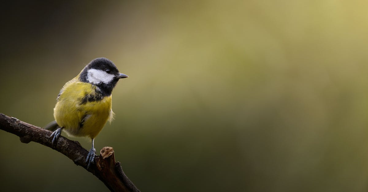 Administratively removed 7 years ago, chances of returning to the UK? [closed] - Free stock photo of animal, avian, beak