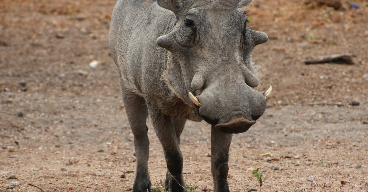 Advice about staying in South Africa - Grey Rhinoceros on Brown Field Advice about staying in South Africa - Grey Rhinoceros on Brown Field
