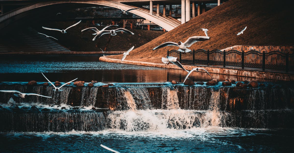 Advice for flying with a 6 month old infant? - White-and-black Birds Flying Near Waterfall Advice for flying with a 6 month old infant? - White-and-black Birds Flying Near Waterfall