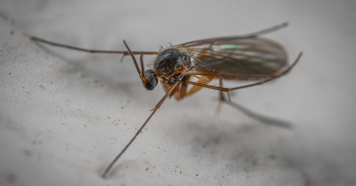 After a refusal, how long should I wait before applying for another type of visa? - Wild gall midge with long antennae on hairy head and translucent wings with legs crawling on white surface in aquarium