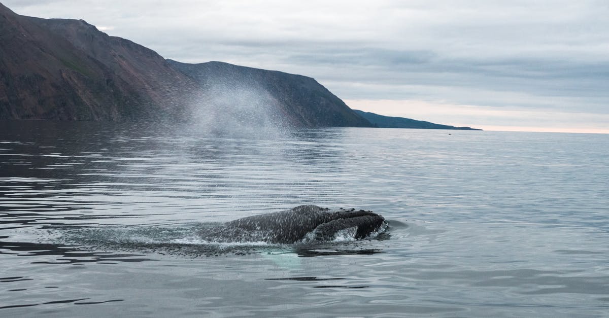 Air China/Star Alliance baggage drop at Heathrow? - Humpback whale swimming in ocean Air China/Star Alliance baggage drop at Heathrow? - Humpback whale swimming in ocean