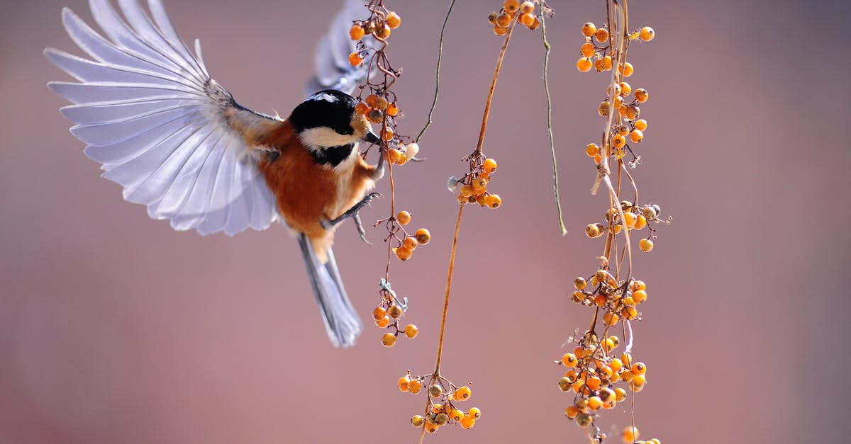 Am I going to have trouble flying with a shortened surname on the ticket? - Brown and Grey Hummingbird Hovering over Orange Fruit