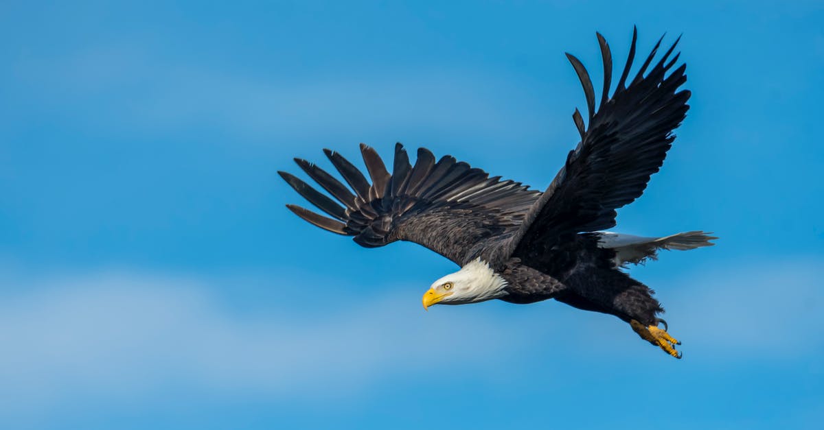 Am I going to have trouble flying with a shortened surname on the ticket? - An Eagle Flying in the Sky