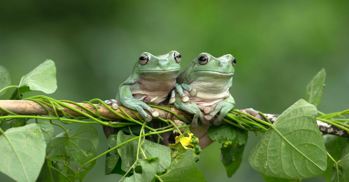 American au pair. What visa do I need? [closed] - Pair of Green Frogs Sitting on Tree Branch