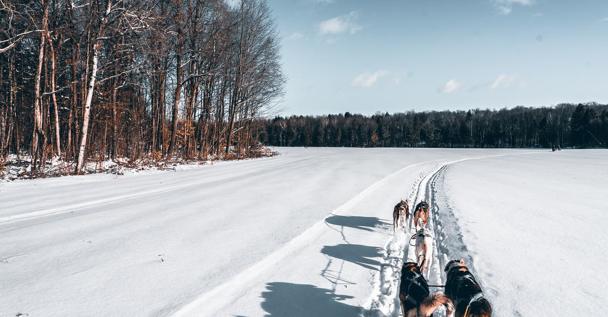 American Service Dogs In Canada - Dog Sledding American Service Dogs In Canada - Dog Sledding