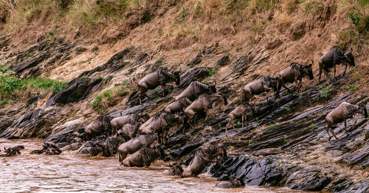 Another scenic pass, near the Stelvio pass - Confusion of strong wildebeests crossing muddy deep river in wild nature in Africa Another scenic pass, near the Stelvio pass - Confusion of strong wildebeests crossing muddy deep river in wild nature in Africa