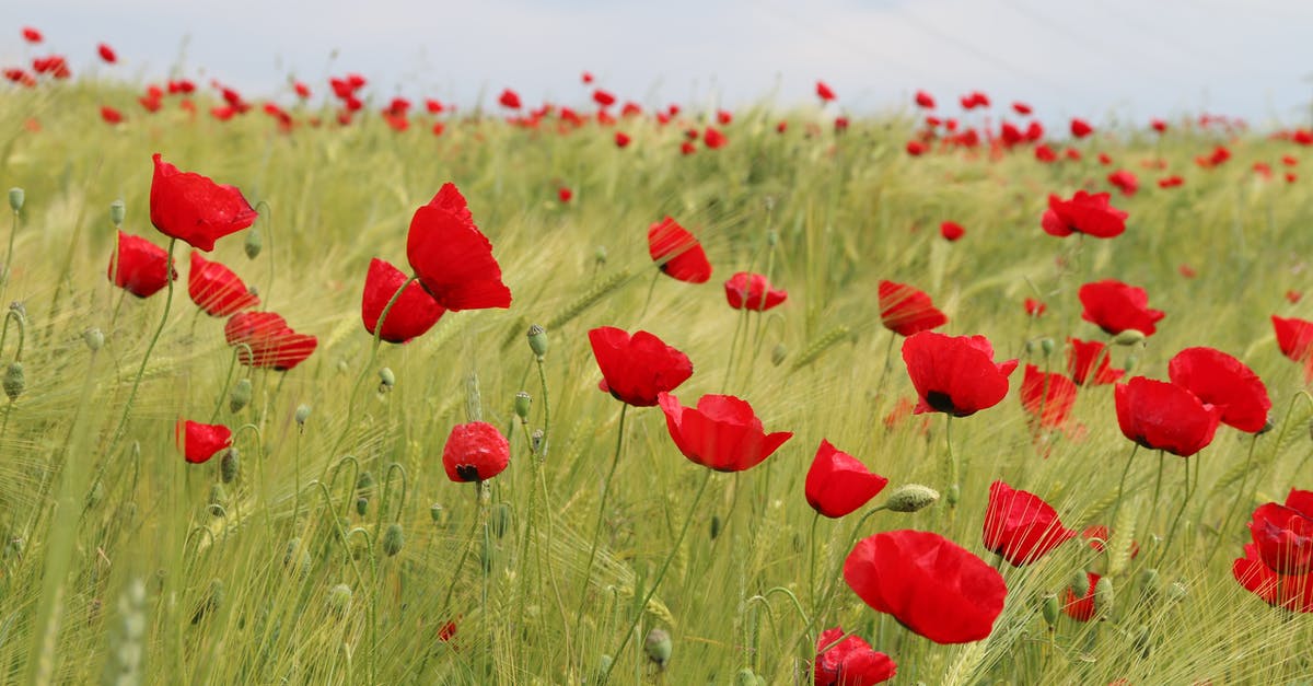 Any free destinations for nature and flora in Western and Southwestern Ontario? [closed] - Bed of Red Petaled Flowers