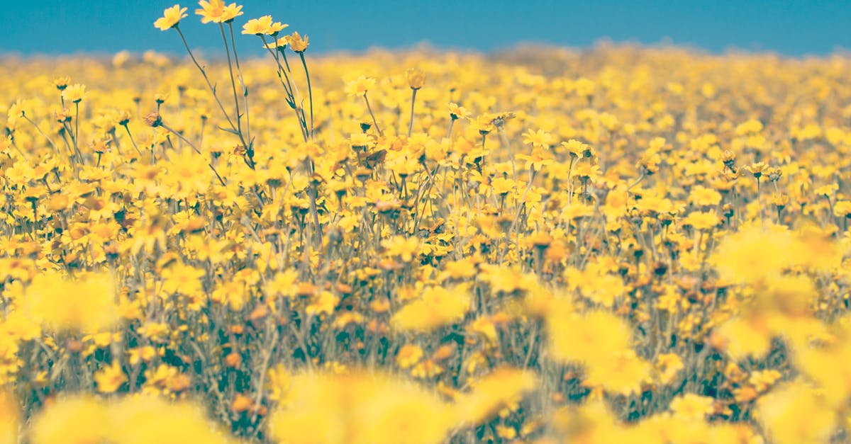 Any free destinations for nature and flora in Western and Southwestern Ontario? [closed] - Yellow Dandelion Field