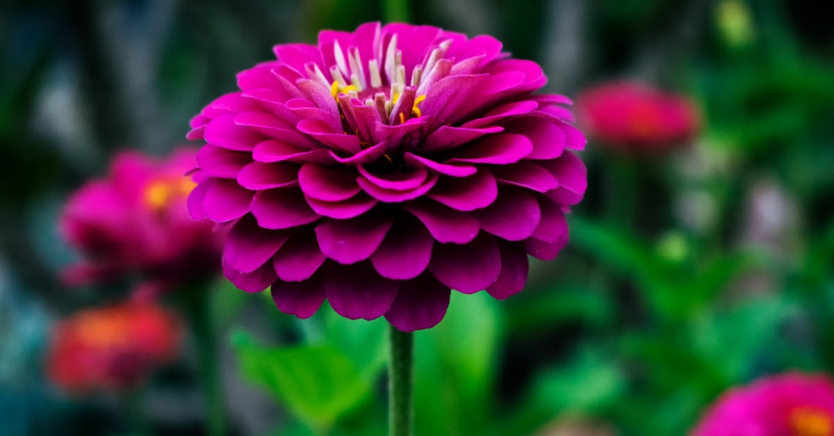 Any free destinations for nature and flora in Western and Southwestern Ontario? [closed] - Macro Photography of Red Petal Flower