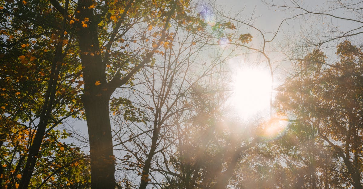 Any other season apart from low, high, off and shoulder season? [closed] - High autumn trees in sunshine in park