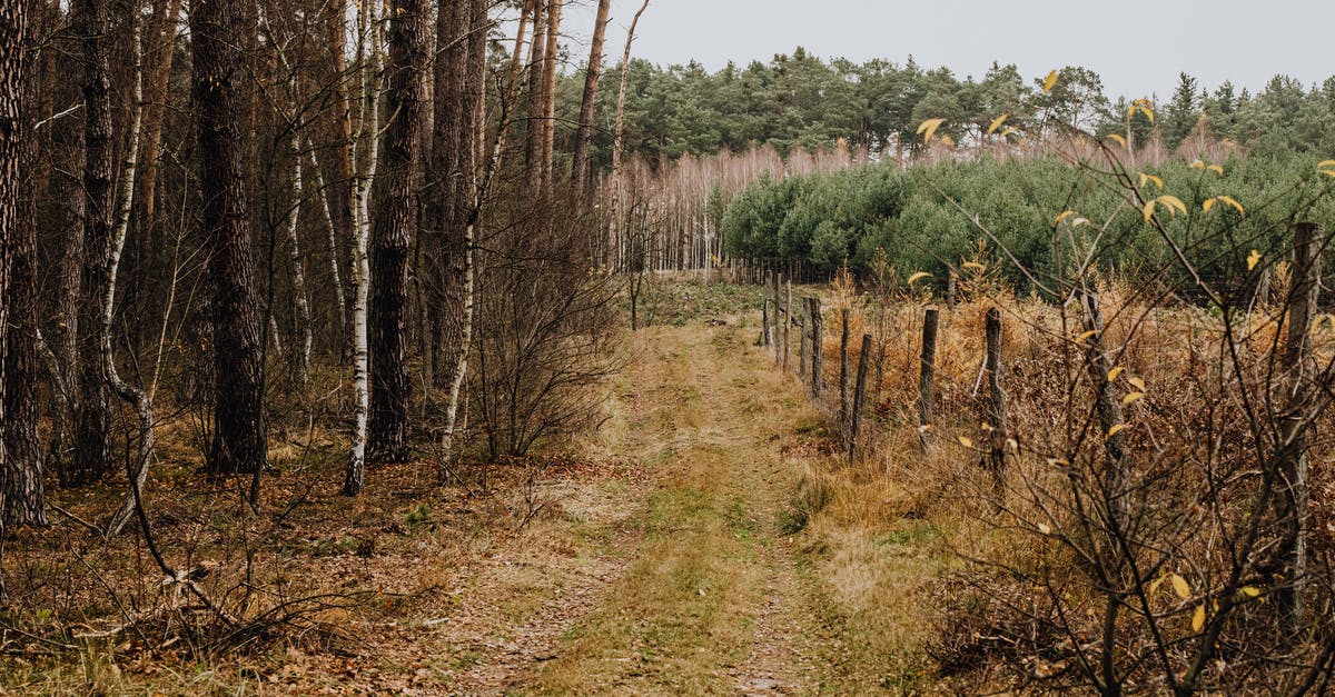 Apply for Schengen visa in a third country - Green Trees Under White Sky Apply for Schengen visa in a third country - Green Trees Under White Sky