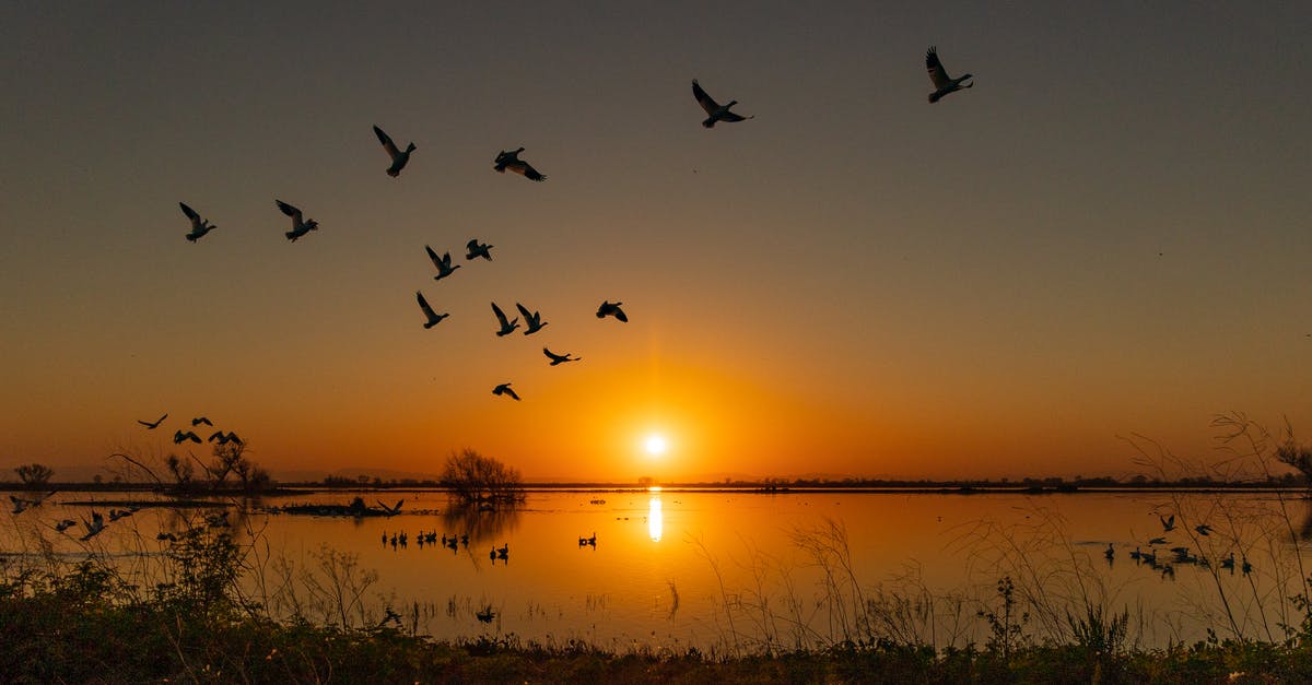 Are discussions with US immigration officers audio or video recorded when clearing immigration after entering the US by air? - Birds Flying on the Air during Golden Hour 