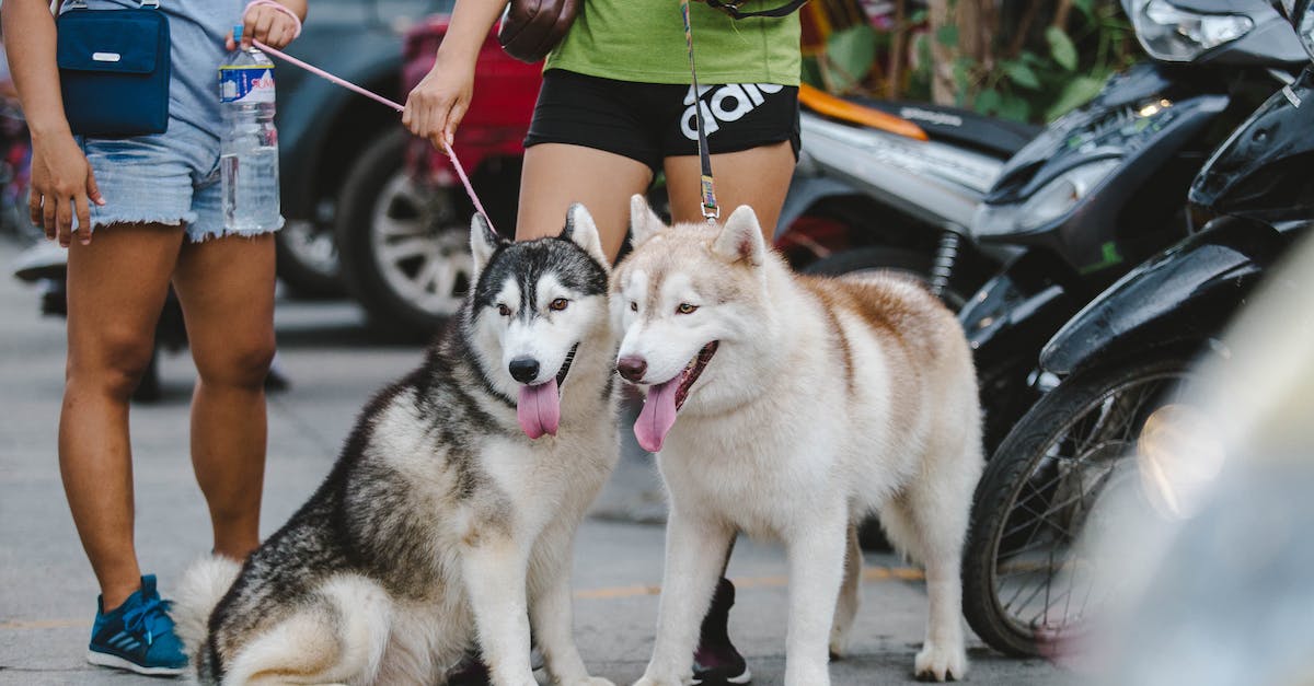 Are dogs allowed on the Trans-Siberian railway? - Two Adult Alaskan Malamutes