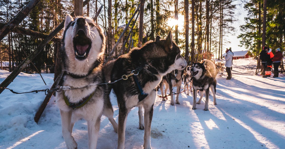 Are dogs allowed on the Trans-Siberian railway? - Adult White and Black Siberian Husky Outdoor