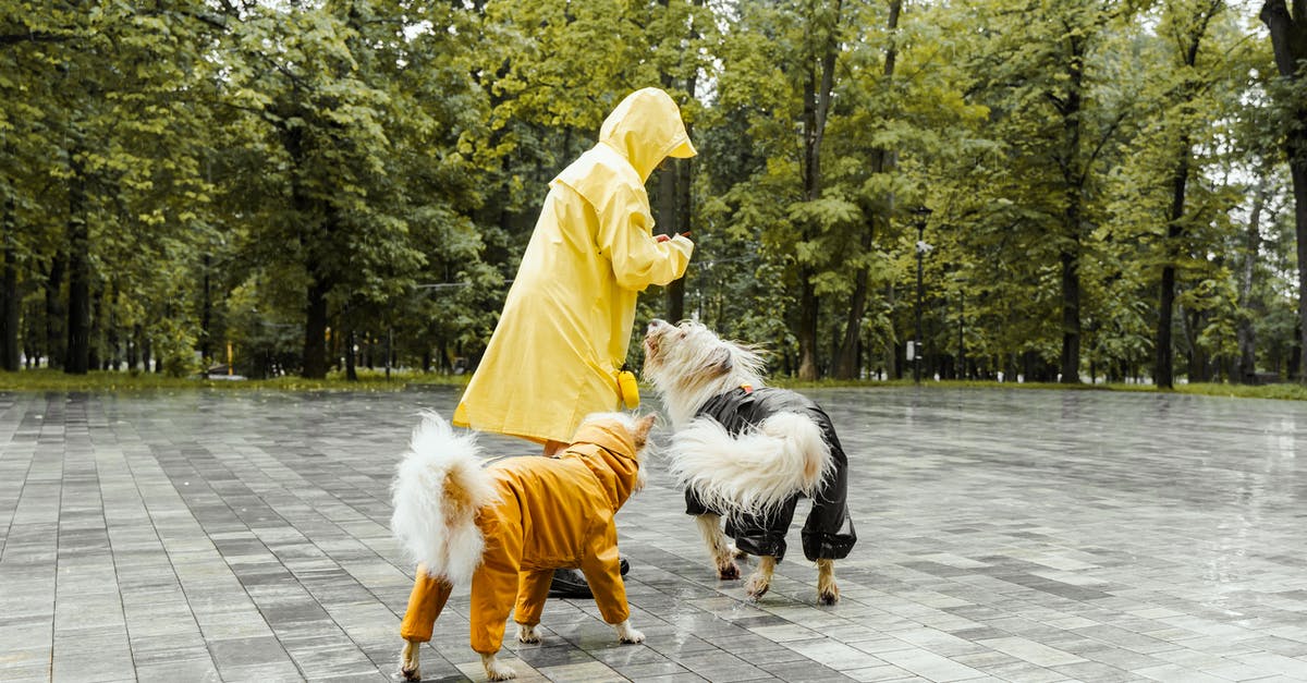 Are dogs permitted on trains in Netherlands? - A Person and Dogs Wearing Raincoat Playing on the Park Are dogs permitted on trains in Netherlands? - A Person and Dogs Wearing Raincoat Playing on the Park