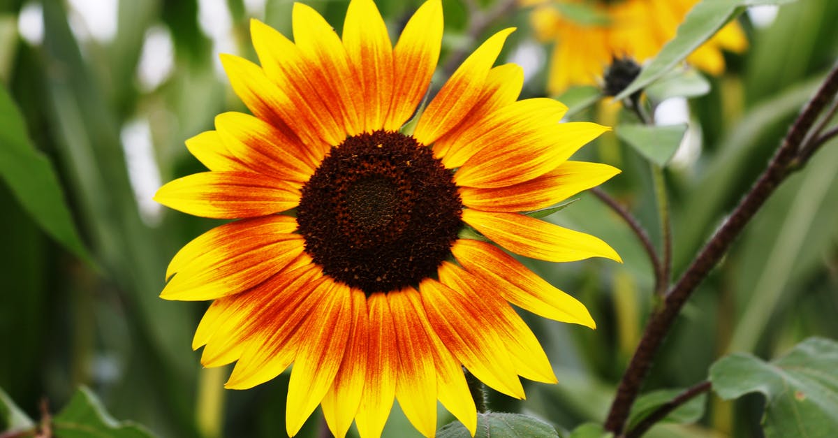 Are sunflower seeds popular in North Indian food? - Sunflower during Daytime Are sunflower seeds popular in North Indian food? - Sunflower during Daytime