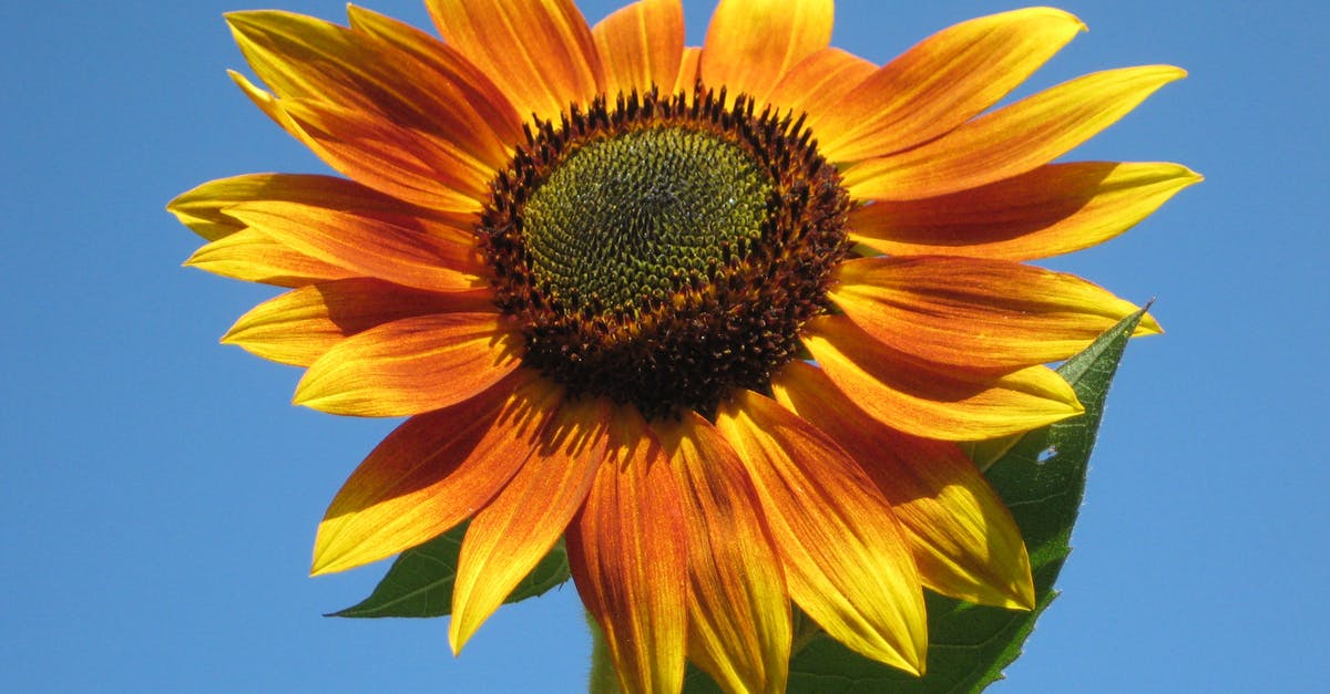Are sunflower seeds popular in North Indian food? - Sunfllower Are sunflower seeds popular in North Indian food? - Sunfllower