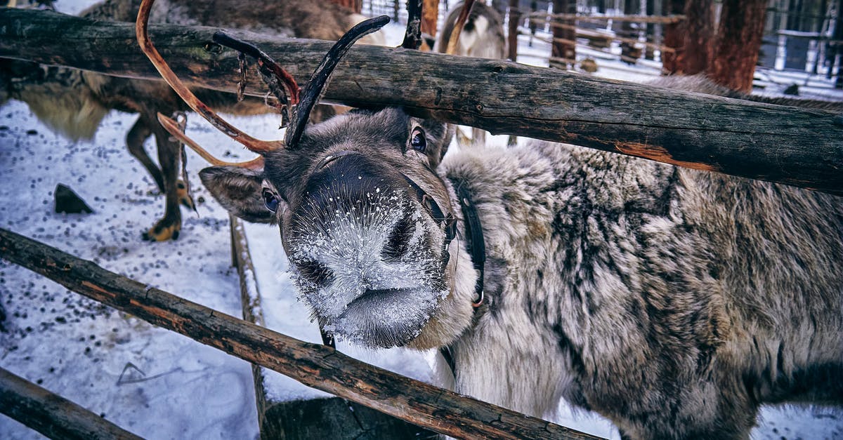 Are the Finnish and Udmurt languages mutually intelligible? - White and Black Animal on Brown Wooden Fence Are the Finnish and Udmurt languages mutually intelligible? - White and Black Animal on Brown Wooden Fence