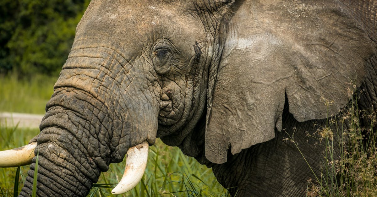 Are there any big junkyards near Indianapolis? - Grey Elephant on Green Grass Are there any big junkyards near Indianapolis? - Grey Elephant on Green Grass