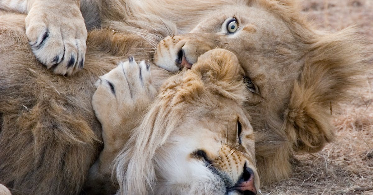 Are there any big junkyards near Indianapolis? - Two Brown Lions Lying on Grass Are there any big junkyards near Indianapolis? - Two Brown Lions Lying on Grass