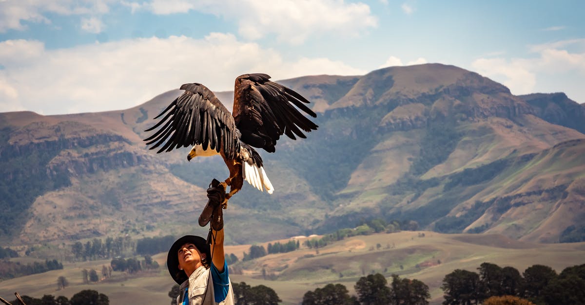 Are there any child-free flight options? - Black and White Eagle Near Man Are there any child-free flight options? - Black and White Eagle Near Man