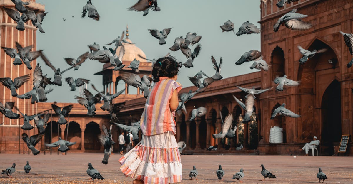 Are there any child-free flight options? - Girl Standing in Front of Flying Pigeons Are there any child-free flight options? - Girl Standing in Front of Flying Pigeons
