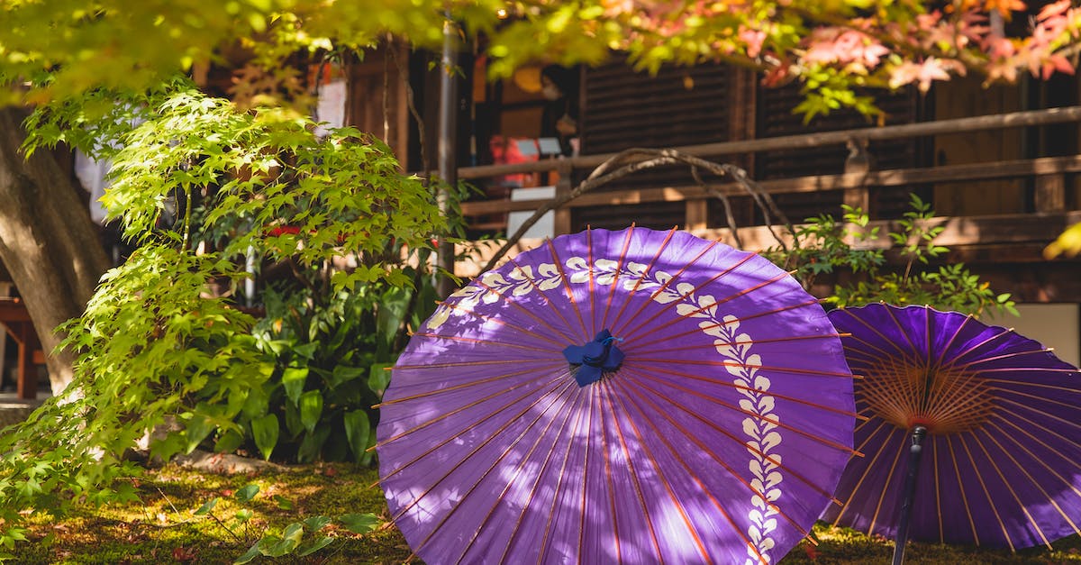 Are there any ferry companies operating between Russian East ports and Japan? - Lilac umbrella in garden near house Are there any ferry companies operating between Russian East ports and Japan? - Lilac umbrella in garden near house