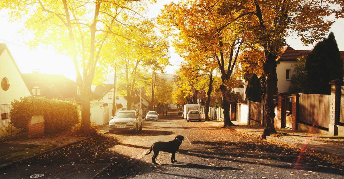 Are there any guest houses close to the Buddha Park in Vientiane, Laos? - Dog on Concrete Road Are there any guest houses close to the Buddha Park in Vientiane, Laos? - Dog on Concrete Road