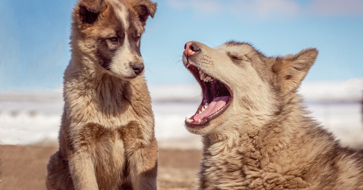 Are there any last-minute cheap Spain-domestic flights? - Free stock photo of animal, canine, cute Are there any last-minute cheap Spain-domestic flights? - Free stock photo of animal, canine, cute