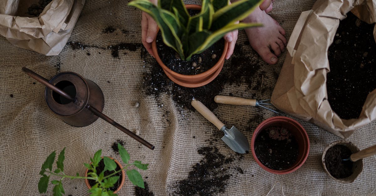 Are there any moving companies which can transport plants from CA to IL [closed] - Green Plant on Brown Clay Pot