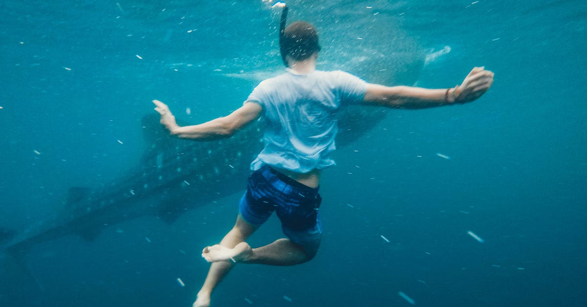 Are there any places to snorkel in Auckland? - Back view of full body of unrecognizable male swimmer in oxygen mask swimming undersea near big fish Are there any places to snorkel in Auckland? - Back view of full body of unrecognizable male swimmer in oxygen mask swimming undersea near big fish