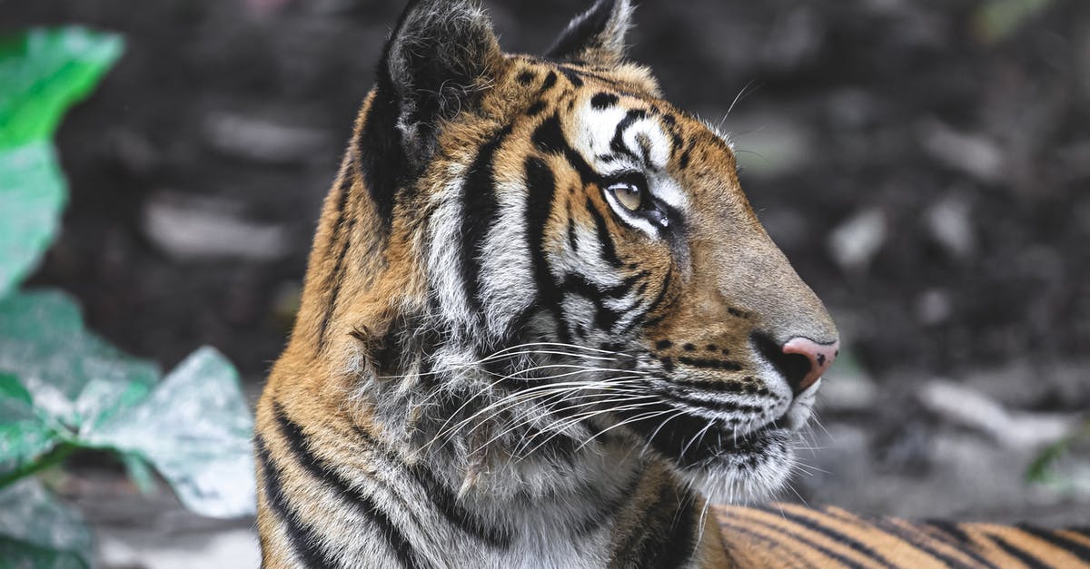 Are there any tiger sanctuaries in Thailand that prioritize animal welfare? - Young attentive tiger with brown striped fur lying in natural sanctuary and looking away Are there any tiger sanctuaries in Thailand that prioritize animal welfare? - Young attentive tiger with brown striped fur lying in natural sanctuary and looking away