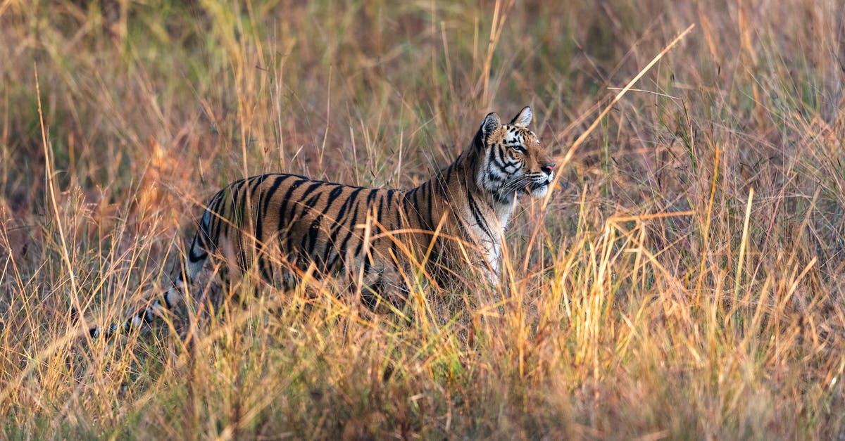 Are there any tiger sanctuaries in Thailand that prioritize animal welfare? - Tiger on Brown Grass Field Are there any tiger sanctuaries in Thailand that prioritize animal welfare? - Tiger on Brown Grass Field