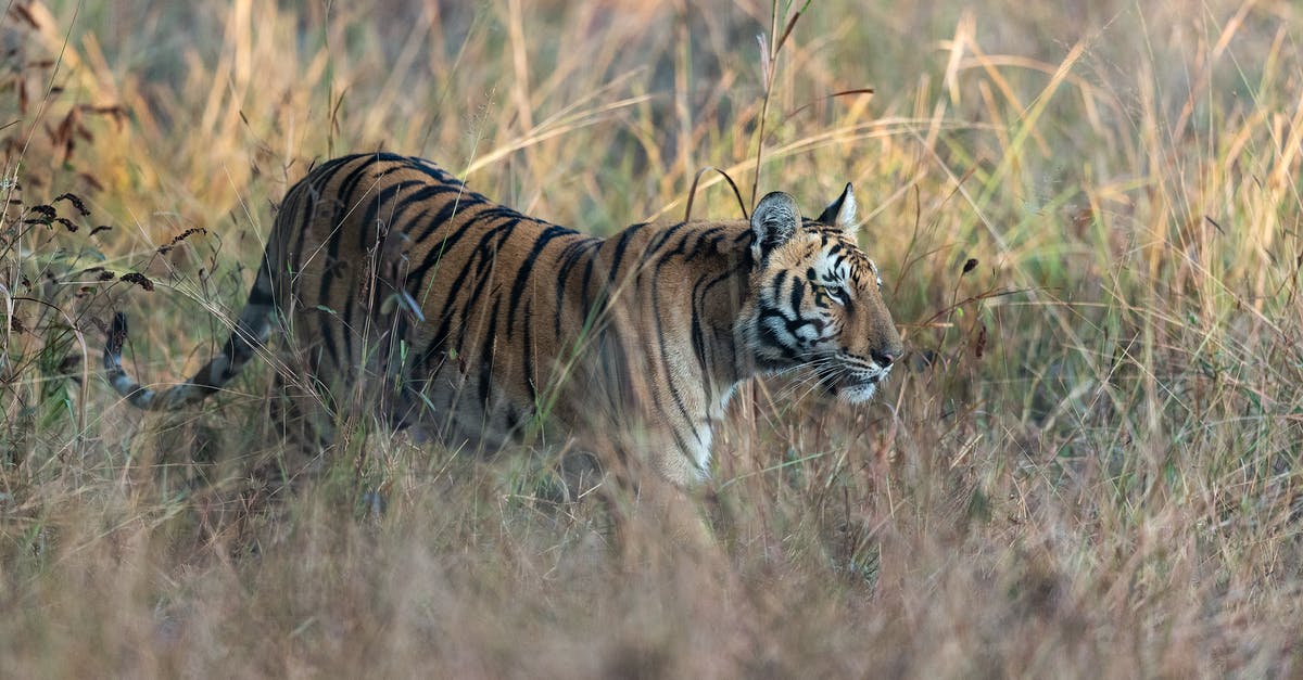 Are there any tiger sanctuaries in Thailand that prioritize animal welfare? - Brown and Black Tiger on Brown Grass Field Are there any tiger sanctuaries in Thailand that prioritize animal welfare? - Brown and Black Tiger on Brown Grass Field