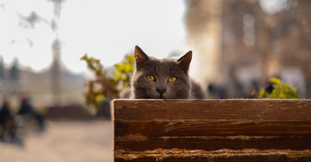 Are there deals for multiple domestic flights in Argentina? - Russian Blue Cat on Brown Wooden Fence Are there deals for multiple domestic flights in Argentina? - Russian Blue Cat on Brown Wooden Fence