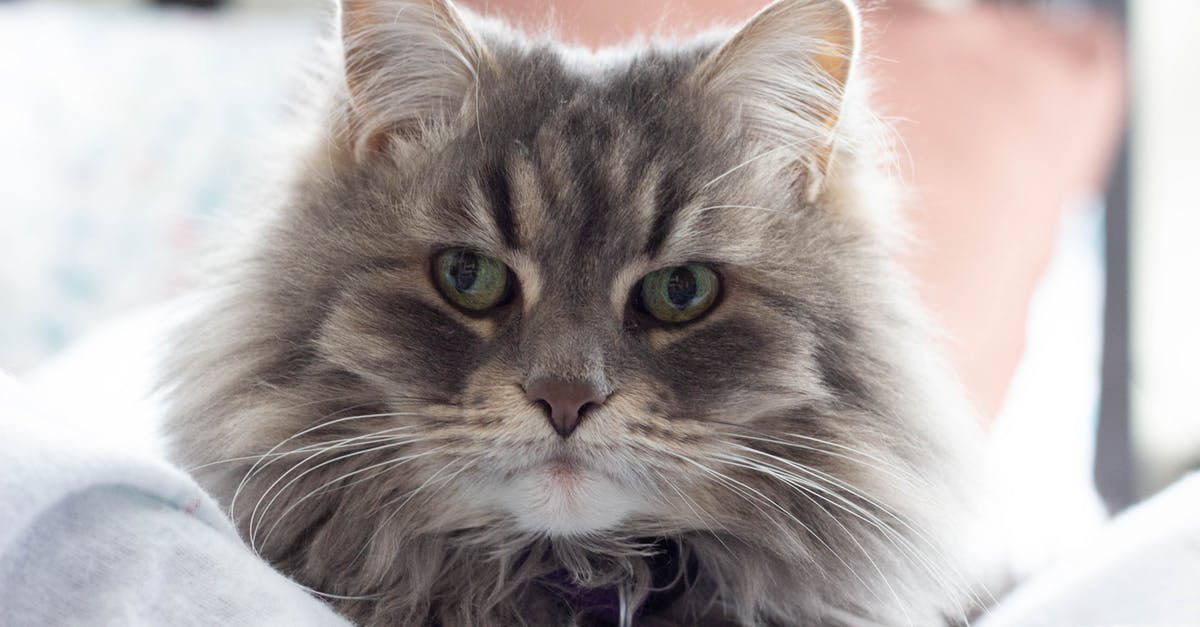 Are there deals for multiple domestic flights in Argentina? - Brown Tabby Cat Lying on White Textile Are there deals for multiple domestic flights in Argentina? - Brown Tabby Cat Lying on White Textile