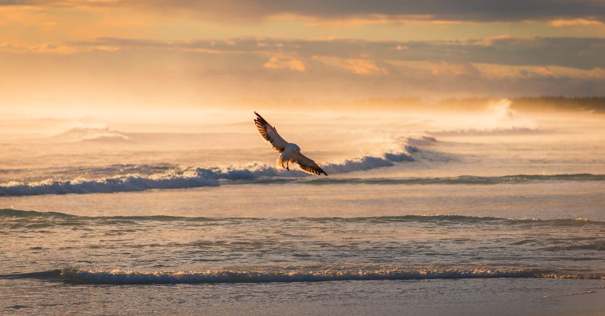 Are there flight tours over Antarctica? - Bird Flying Over Rolling Ocean Waves Are there flight tours over Antarctica? - Bird Flying Over Rolling Ocean Waves