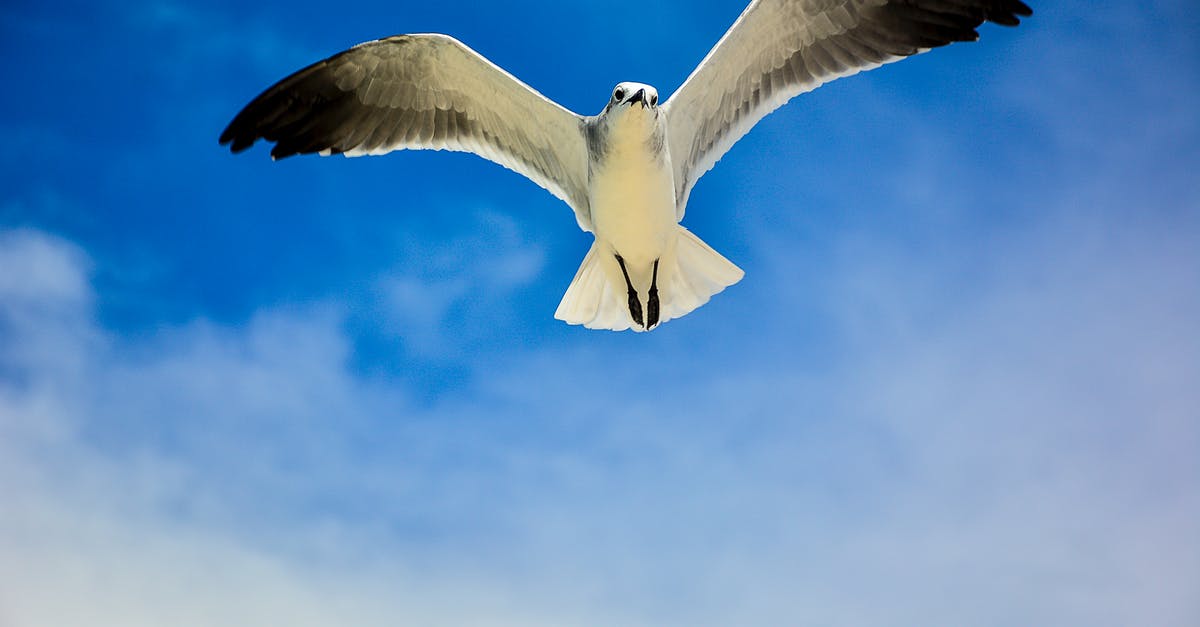 Are there other places with wind tunnel "wings"? - White and Black Bird Are there other places with wind tunnel "wings"? - White and Black Bird