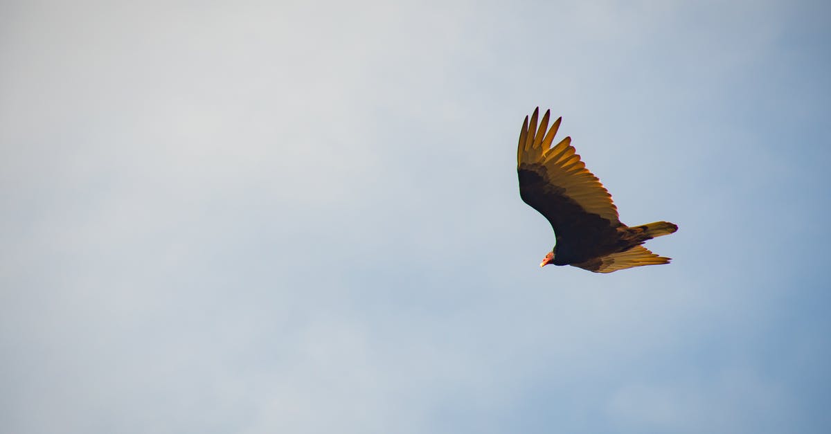 Are there other places with wind tunnel "wings"? - Black and Yellow Bird Flying Are there other places with wind tunnel "wings"? - Black and Yellow Bird Flying