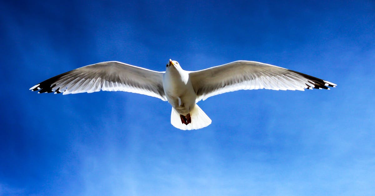 Are there other places with wind tunnel "wings"? - White Seagull Flying on Sky Are there other places with wind tunnel "wings"? - White Seagull Flying on Sky
