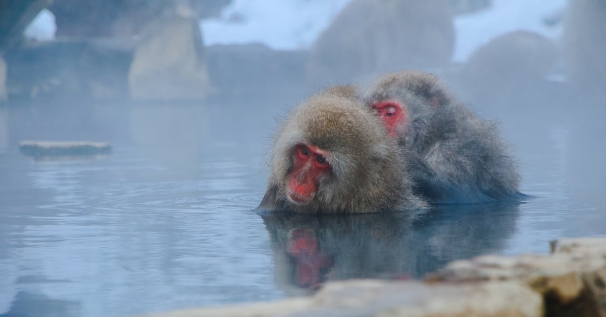 Are there public onsen in Ogoto Onsen? - Two Monkeys Partially Submerged in Water Are there public onsen in Ogoto Onsen? - Two Monkeys Partially Submerged in Water