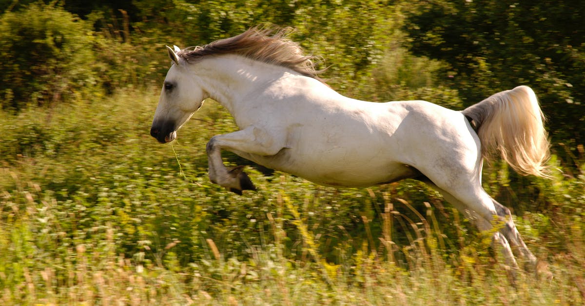 Are there restrictions on Greyhound Australia's "hop on hop off" tickets? - White Horse on Green Grass Field Are there restrictions on Greyhound Australia's "hop on hop off" tickets? - White Horse on Green Grass Field